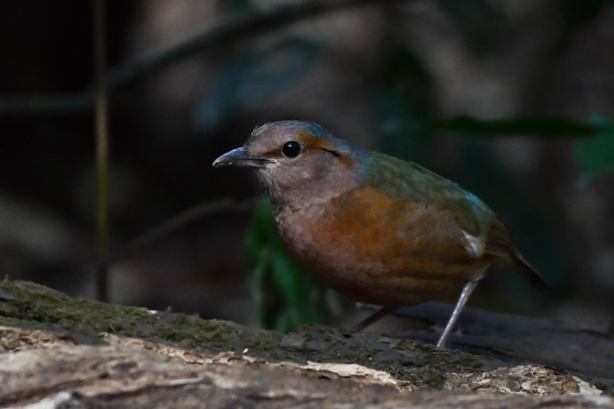 Blue-rumped Pitta - Rotem Avisar