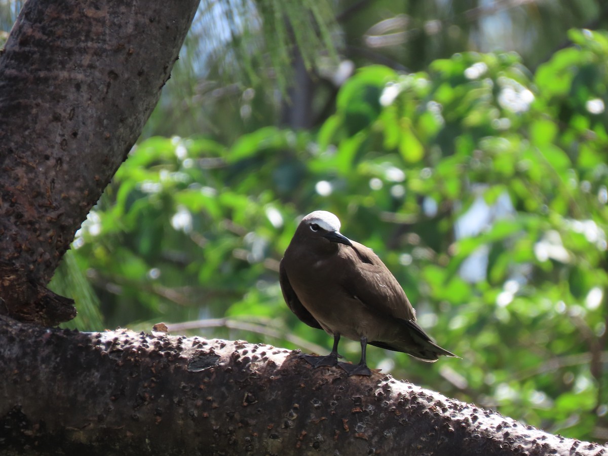 Brown Noddy - ML618659409