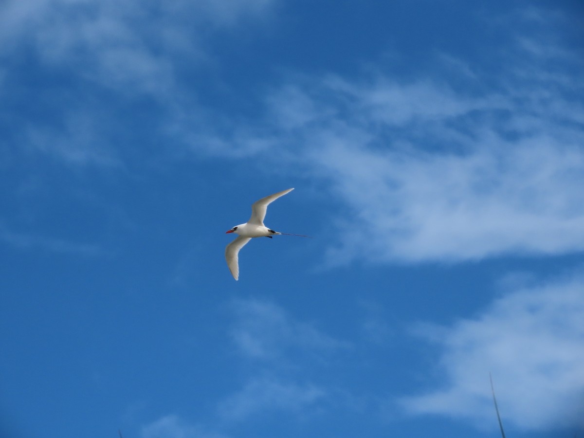 Red-tailed Tropicbird - Eli Philip