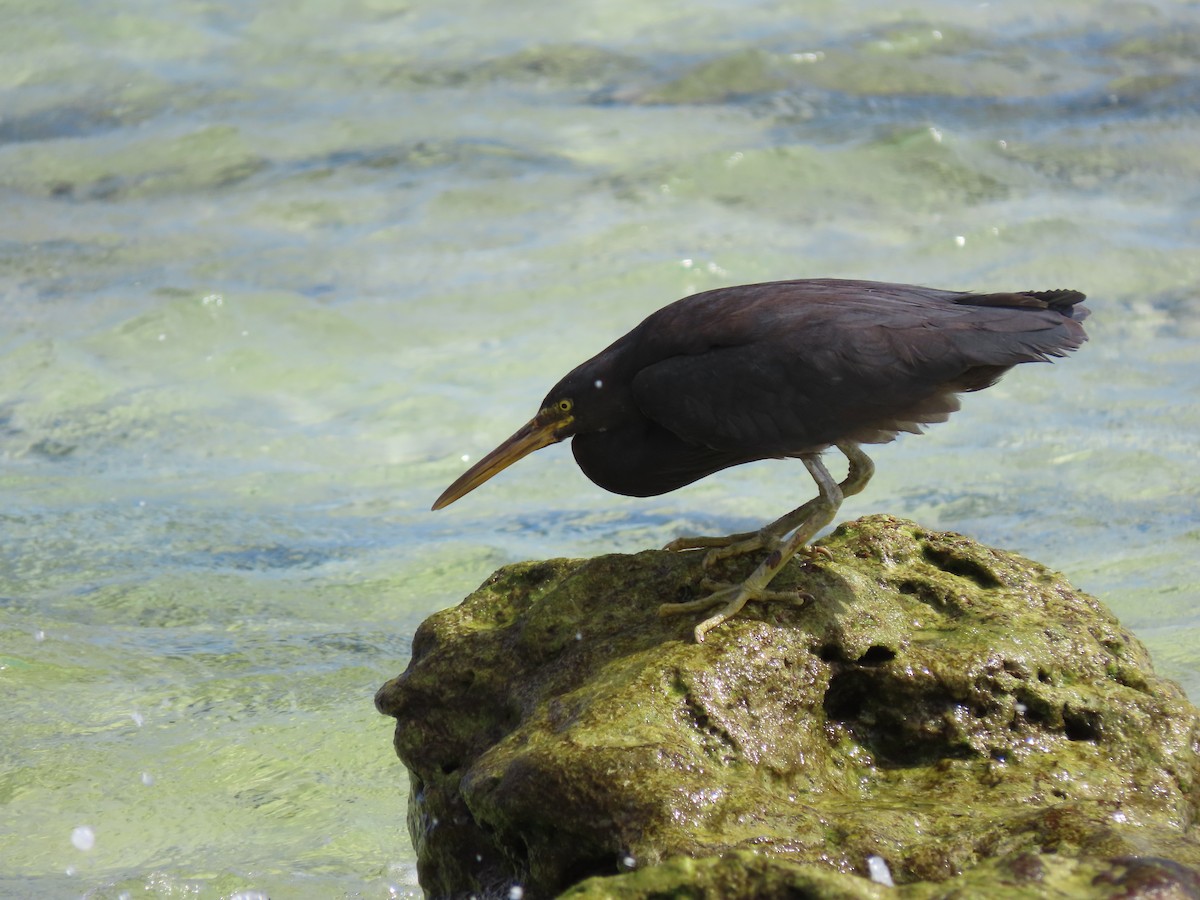 Pacific Reef-Heron - ML618659423