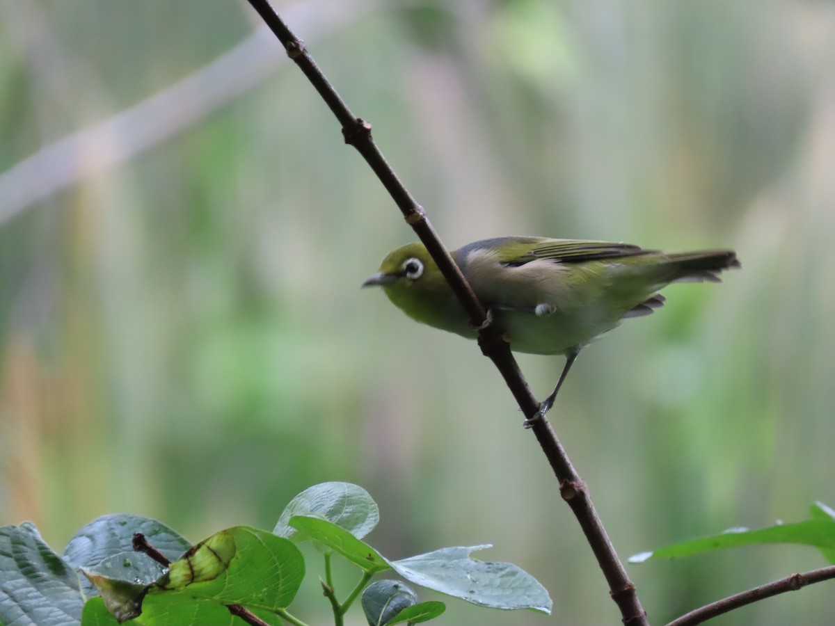 Silvereye - ML618659429