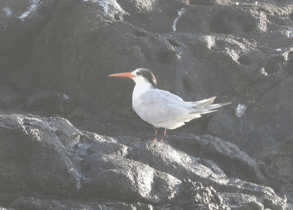 Elegant Tern - Frank Antram