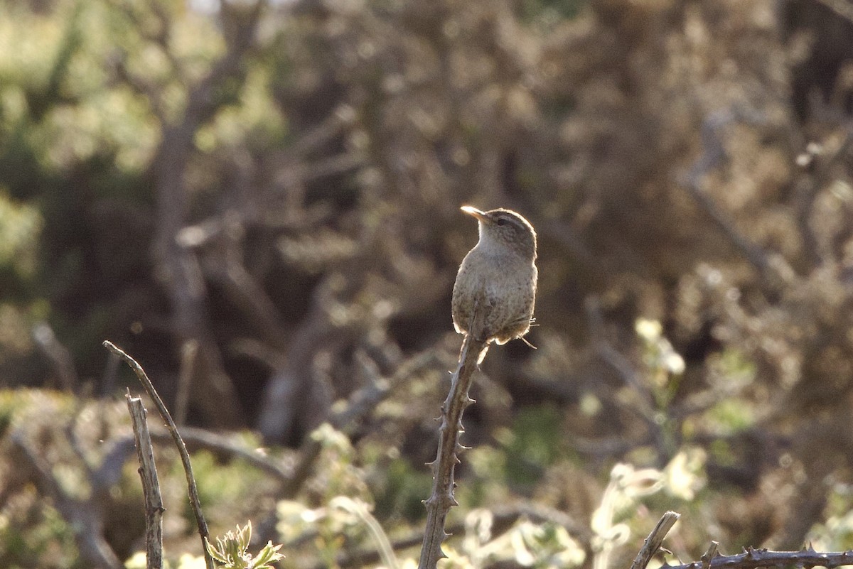 Eurasian Wren - John Bruin