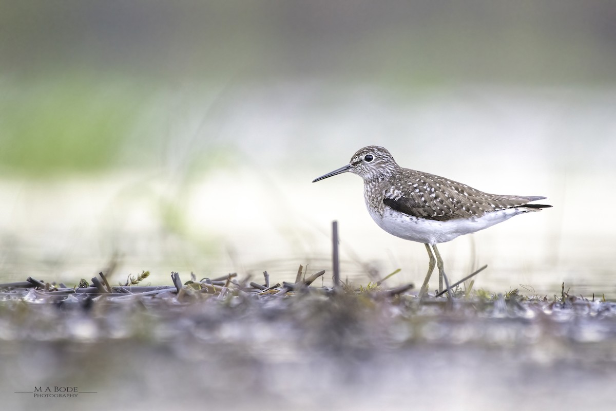 Solitary Sandpiper - ML618659524