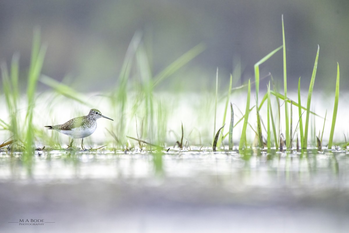 Einsiedelwasserläufer - ML618659531