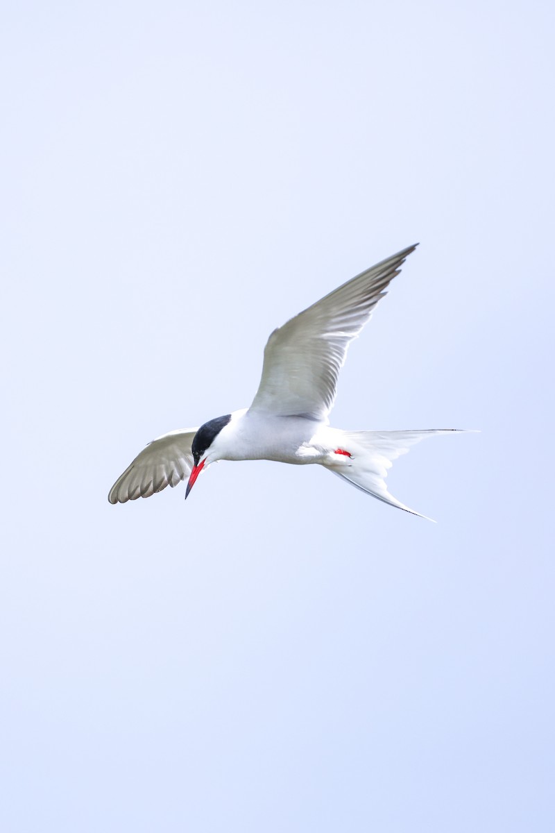 Common Tern - Melanie Denois
