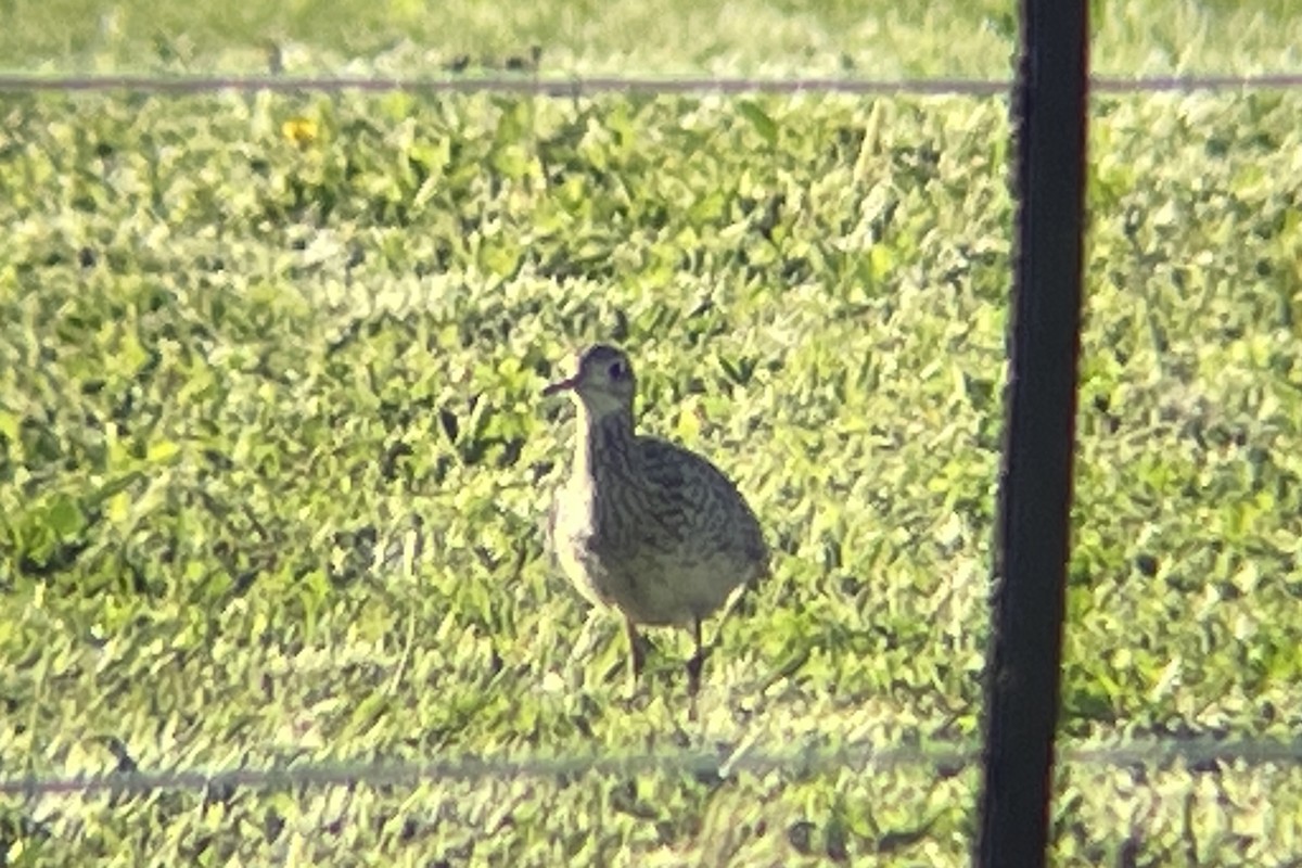 Upland Sandpiper - ML618659564