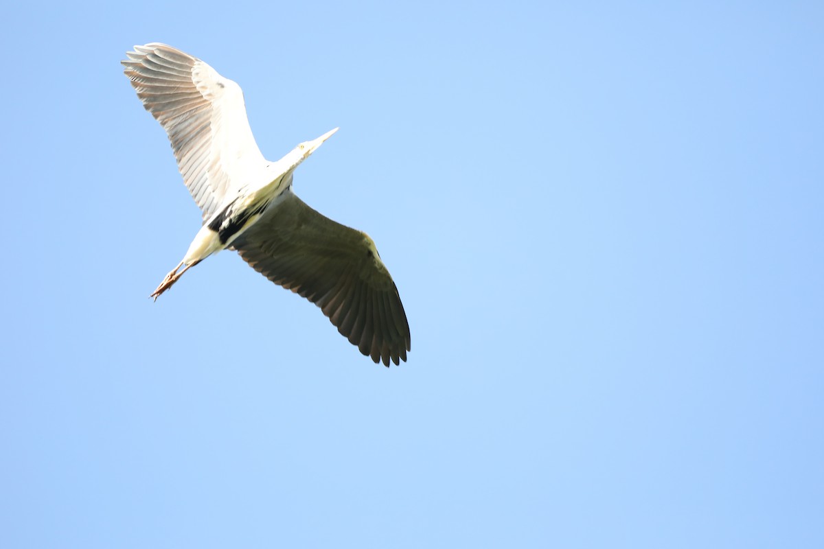 Gray Heron - Melanie Denois