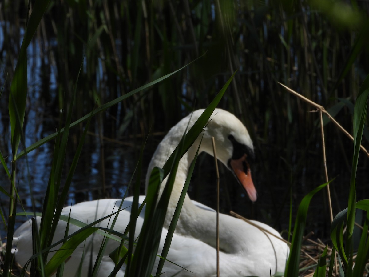 Mute Swan - ML618659603