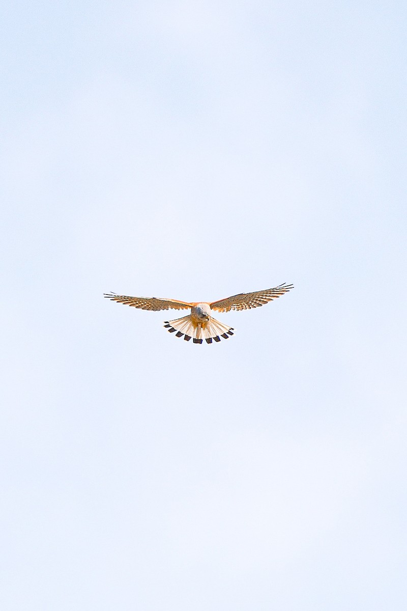 Eurasian Kestrel - Melanie Denois