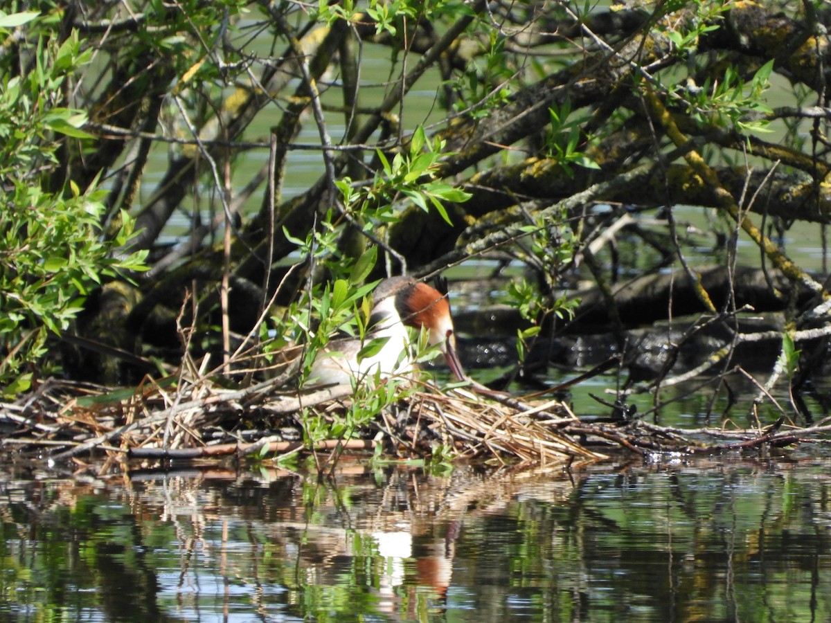 Great Crested Grebe - ML618659613