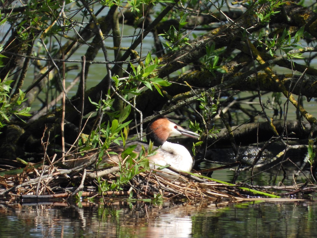 Great Crested Grebe - ML618659615