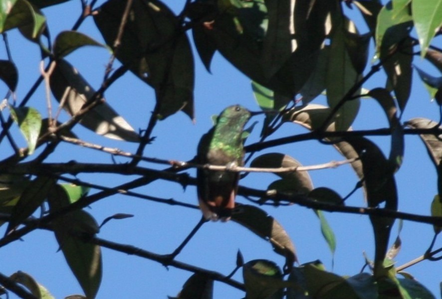 Copper-tailed Hummingbird - ML618659631