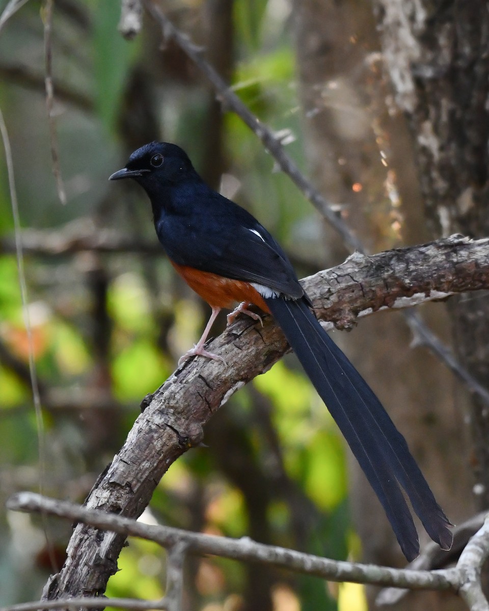 White-rumped Shama (White-rumped) - ML618659645