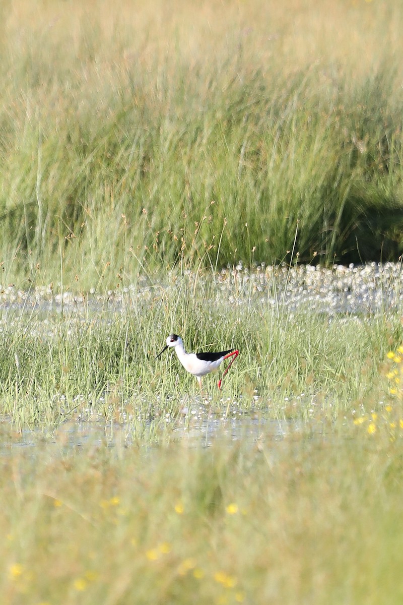 Black-winged Stilt - Melanie Denois