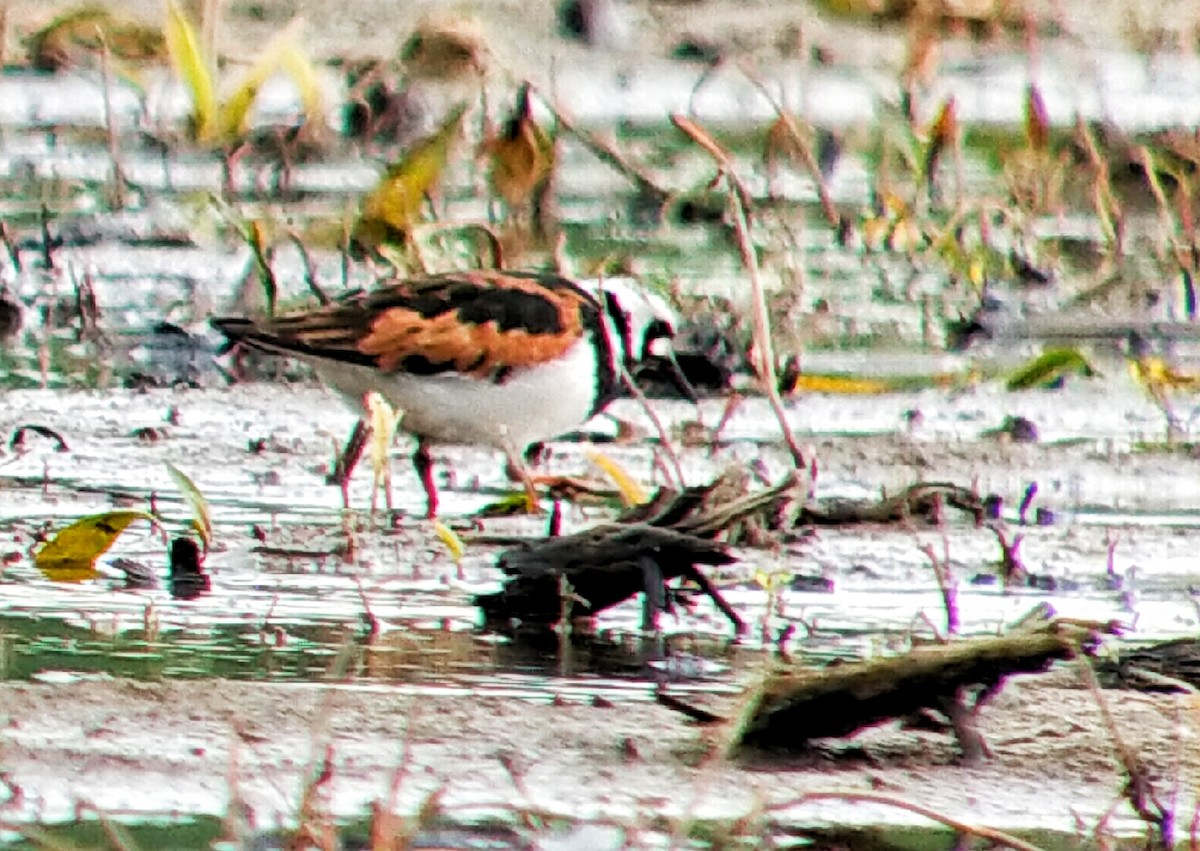 Ruddy Turnstone - ML618659654