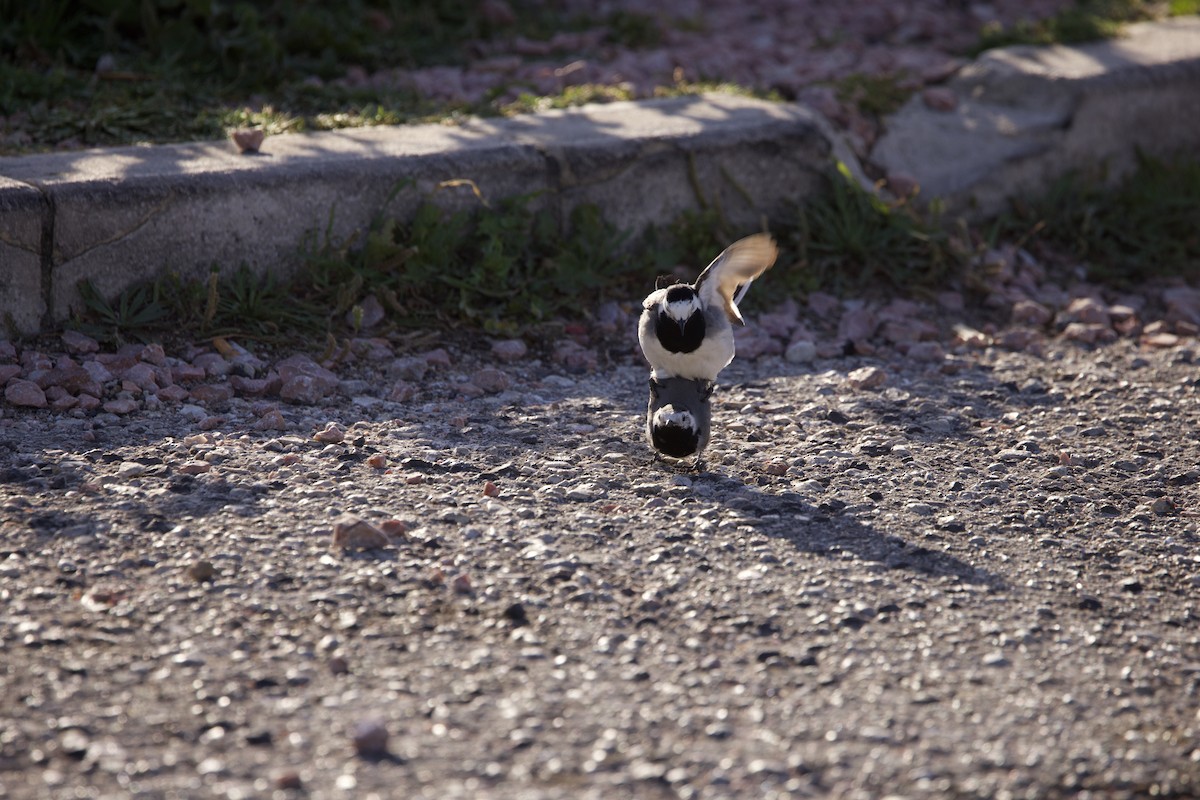 White Wagtail - John Bruin