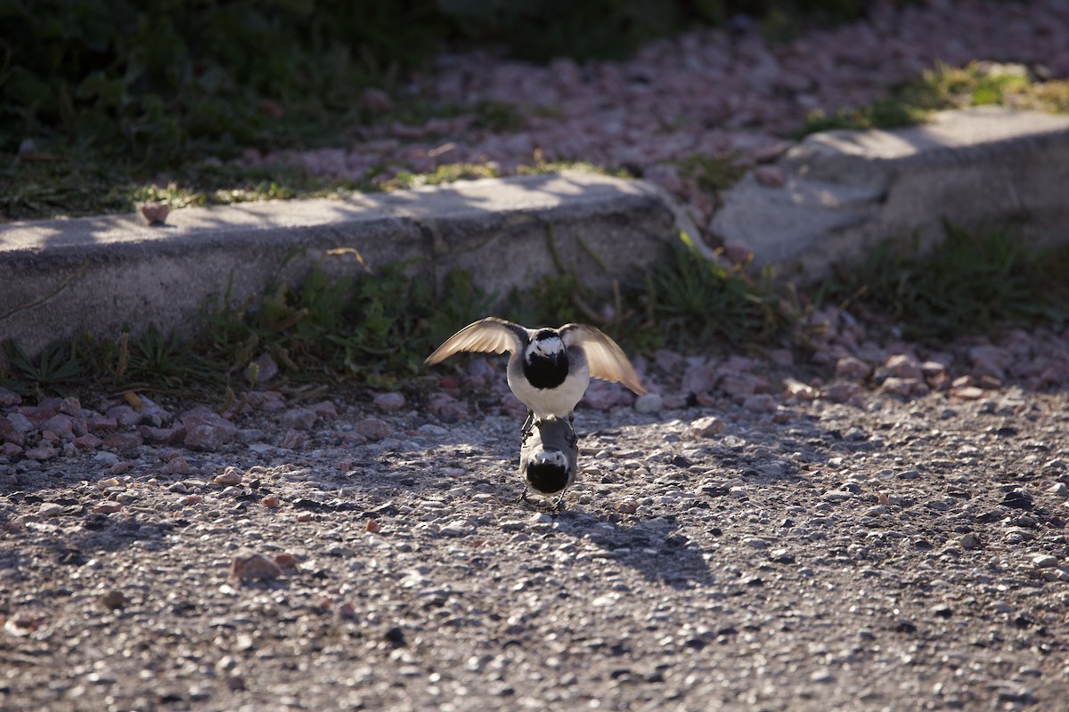 White Wagtail - John Bruin