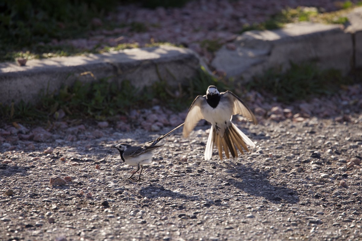 White Wagtail - ML618659673