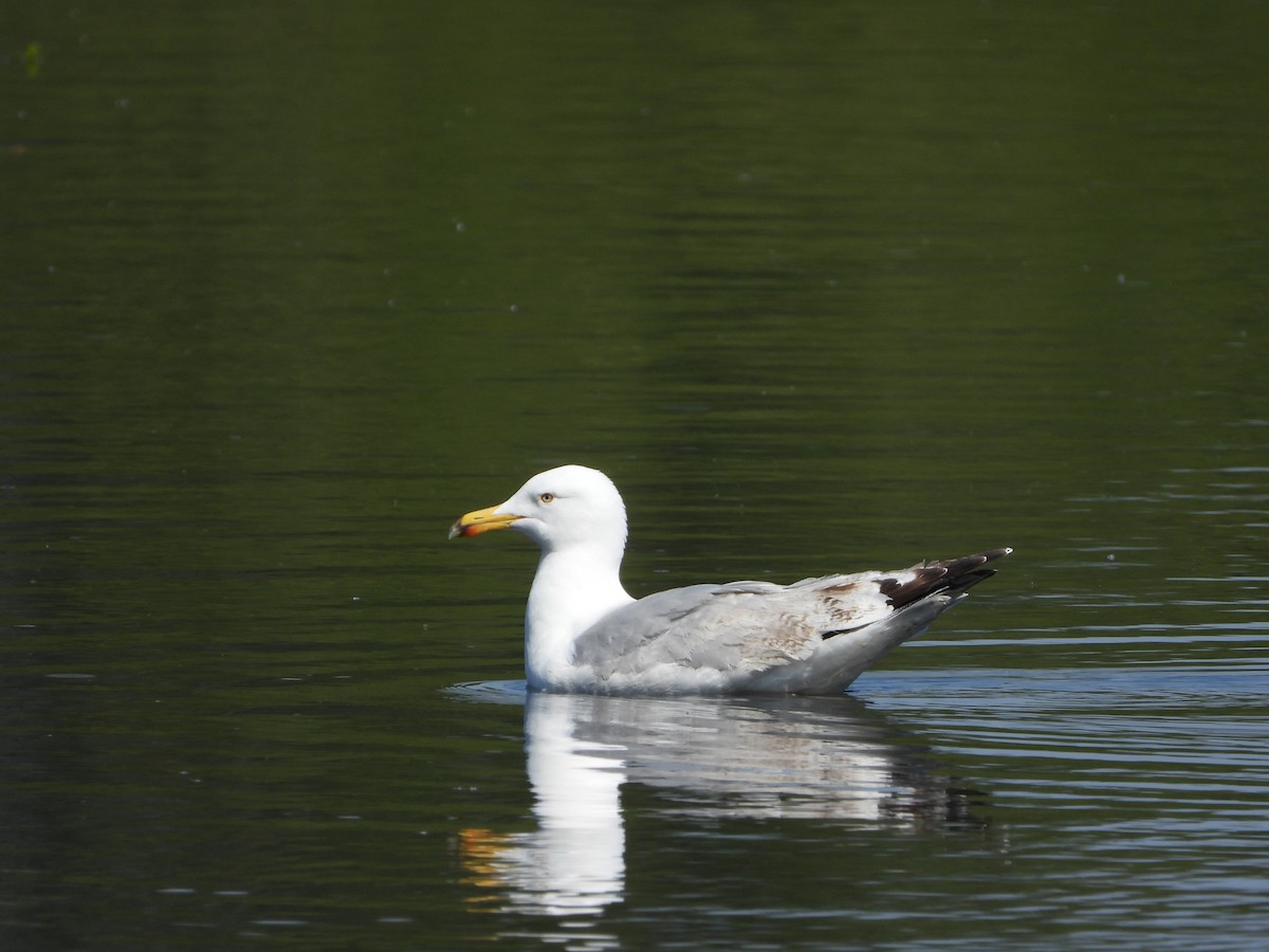 Herring Gull - stephen  carter