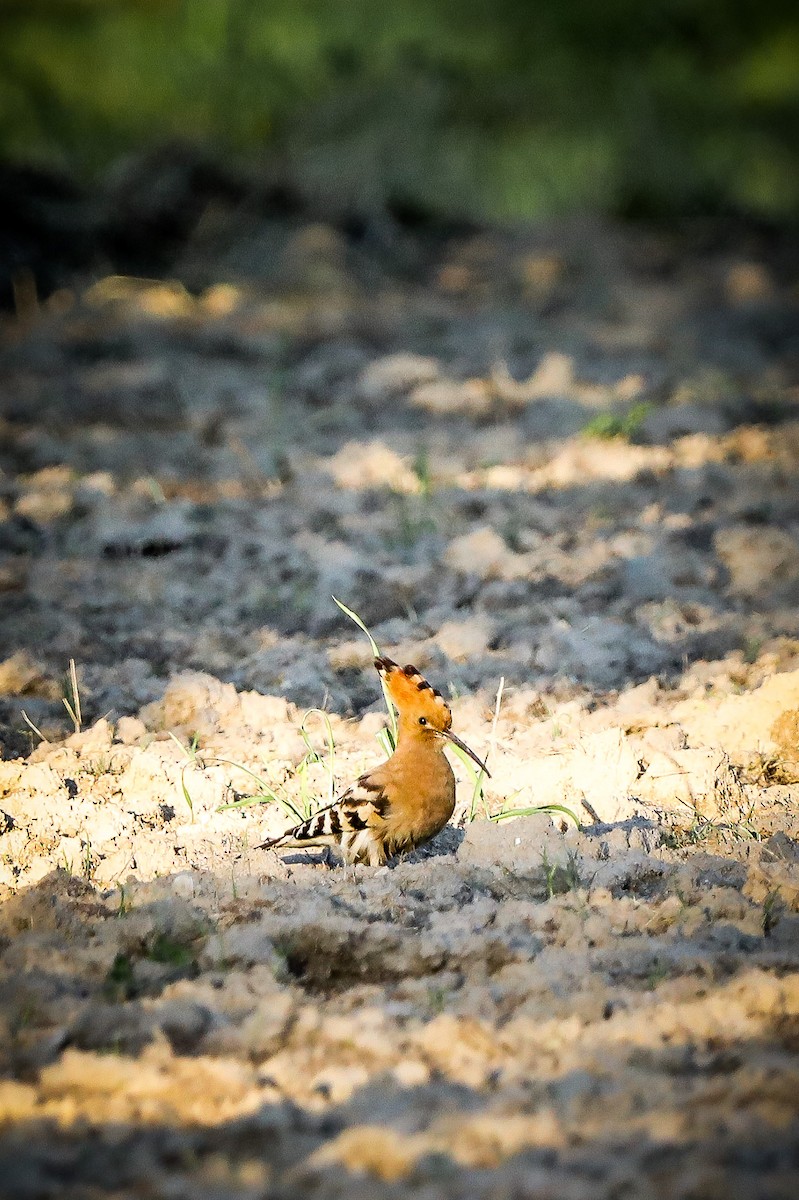 Eurasian Hoopoe - Melanie Denois