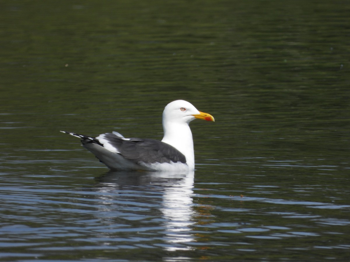 Lesser Black-backed Gull - ML618659681