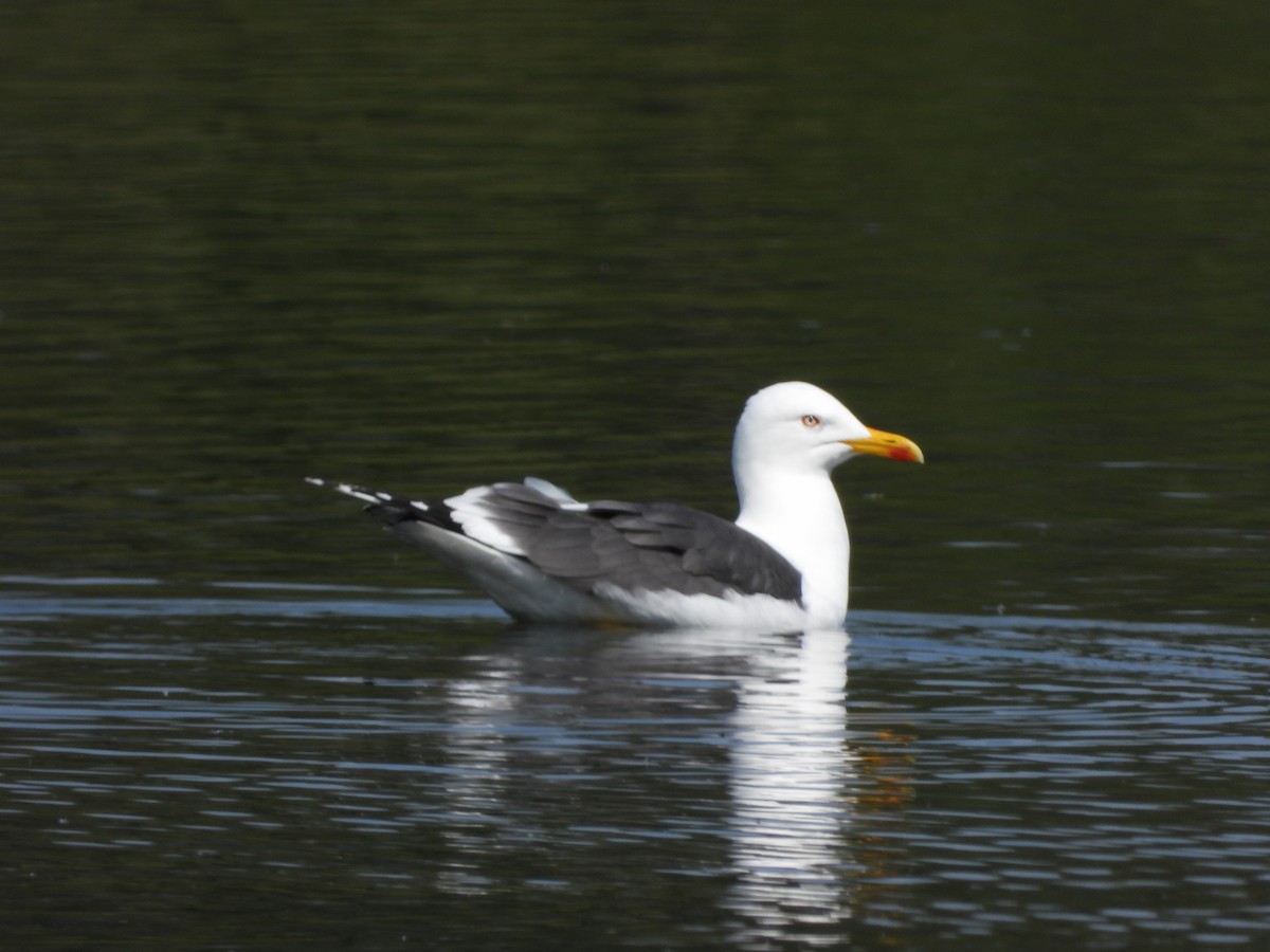 Lesser Black-backed Gull - ML618659683