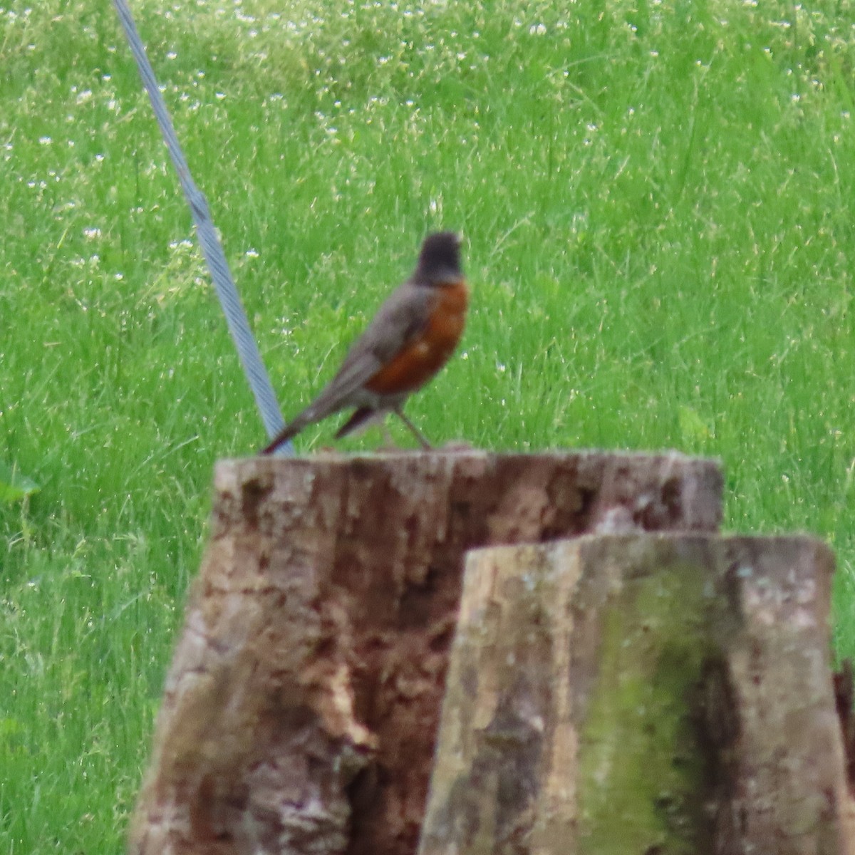 American Robin - ML618659698