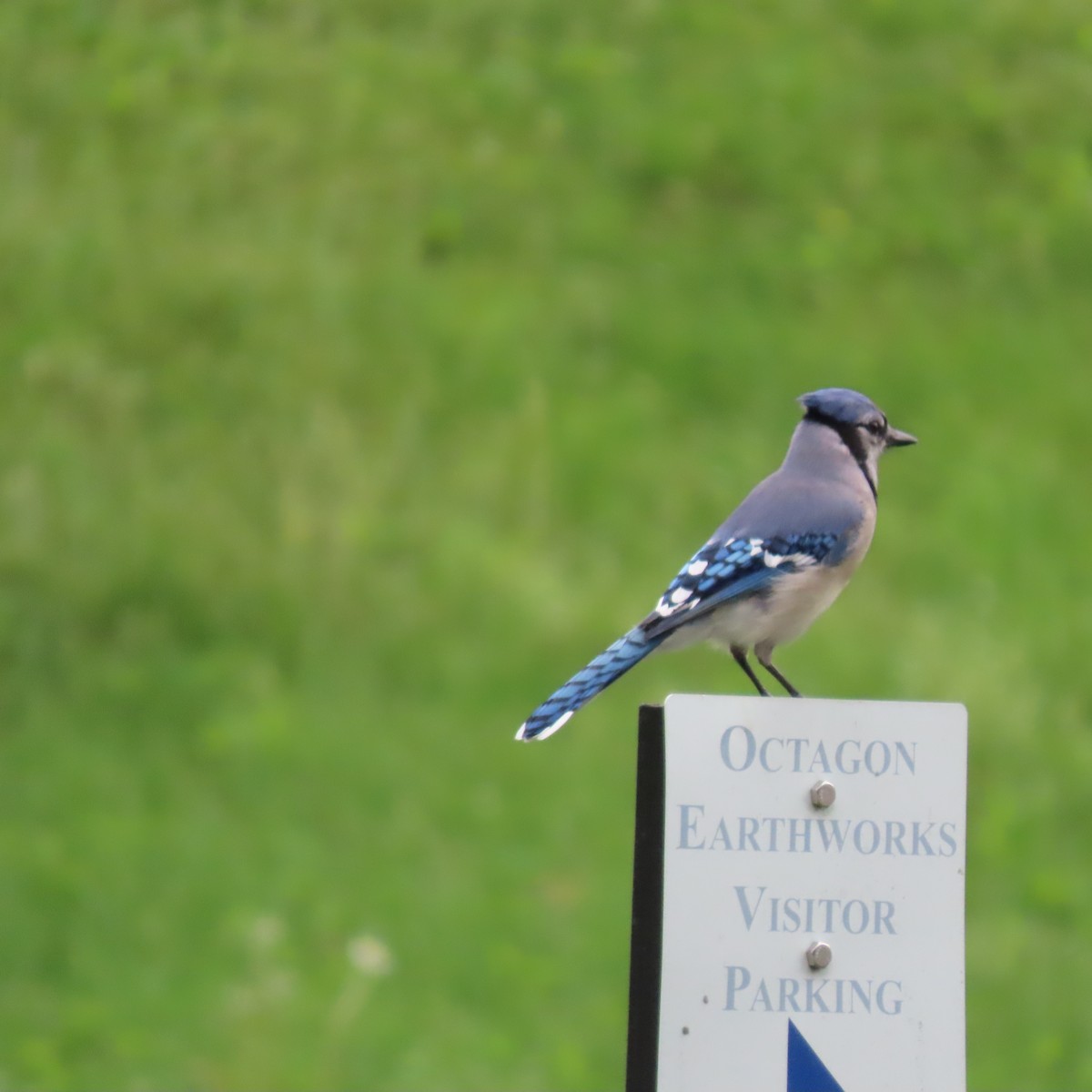 Blue Jay - ML618659715