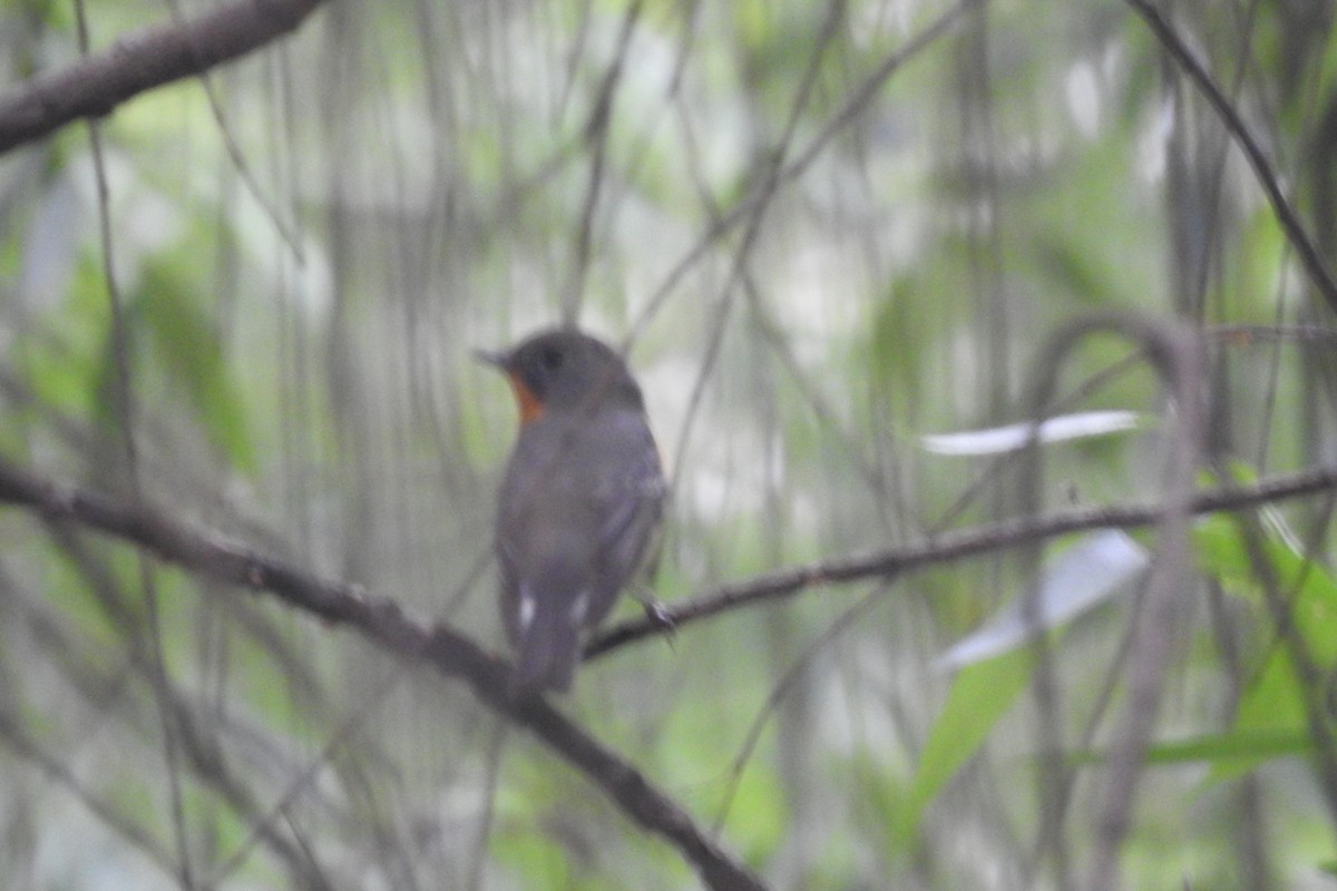 Taiga Flycatcher - Zhanyi Lin