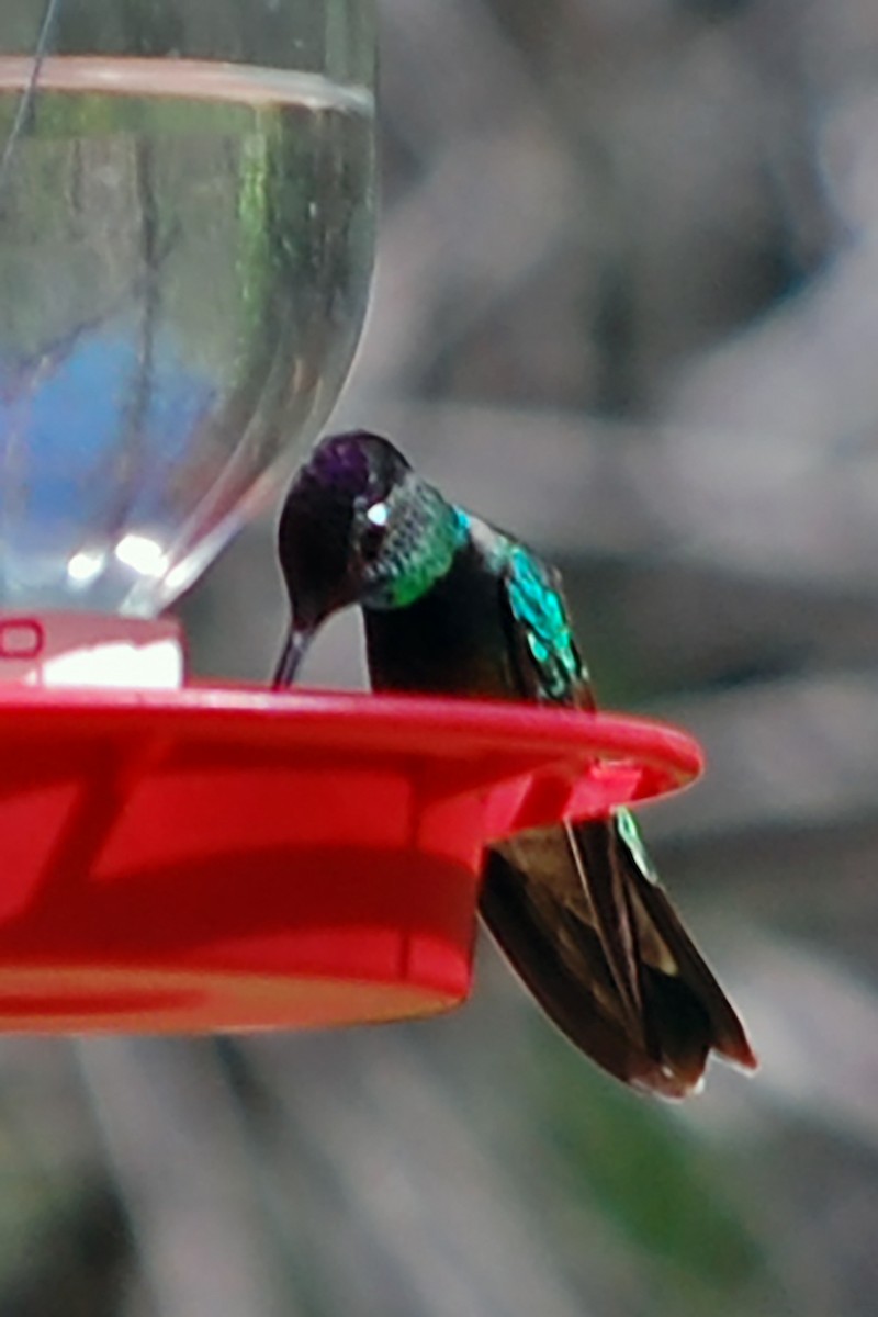 Rivoli's Hummingbird - Robert Walker