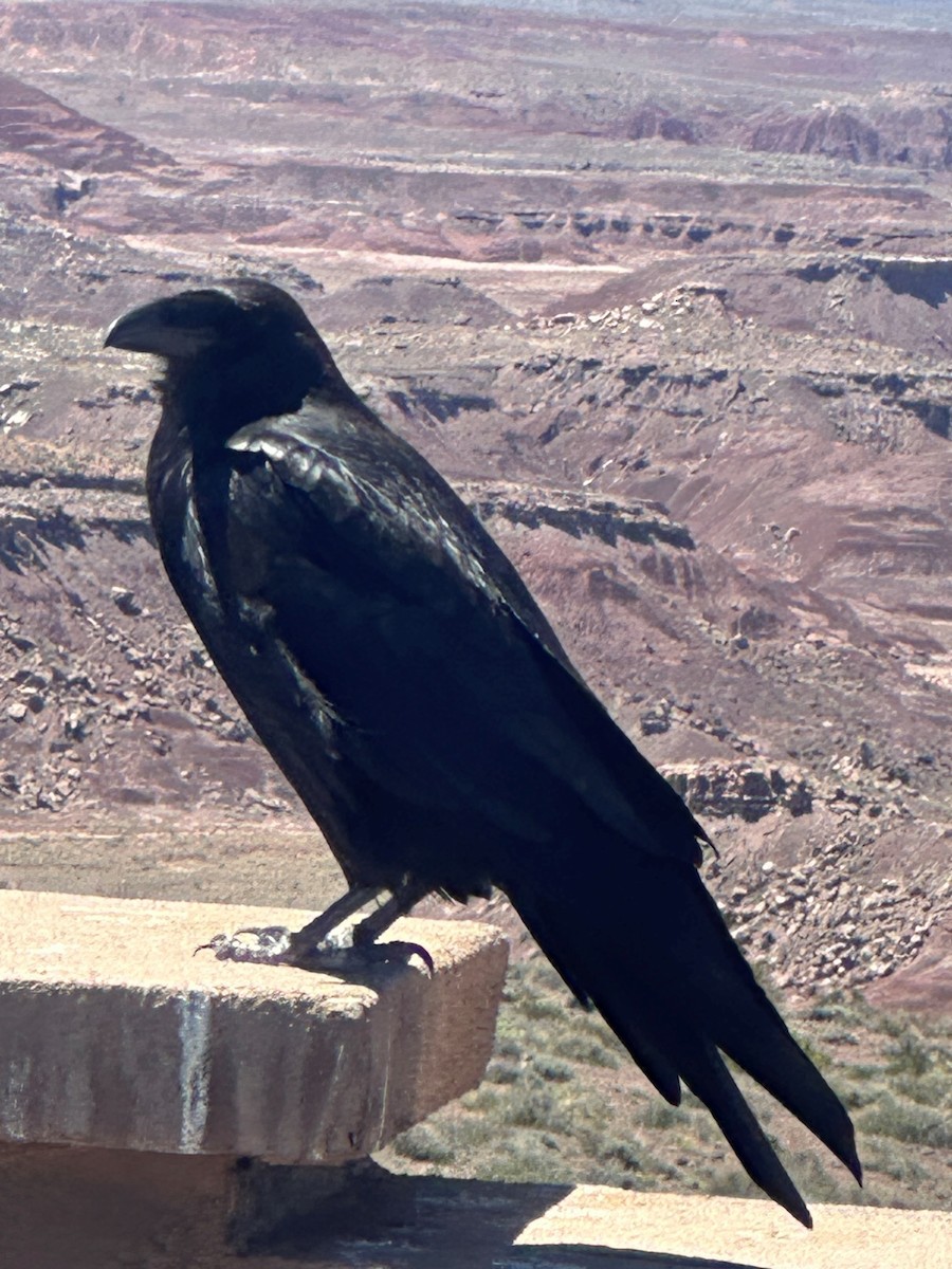 Common Raven - Jake Pettigrew