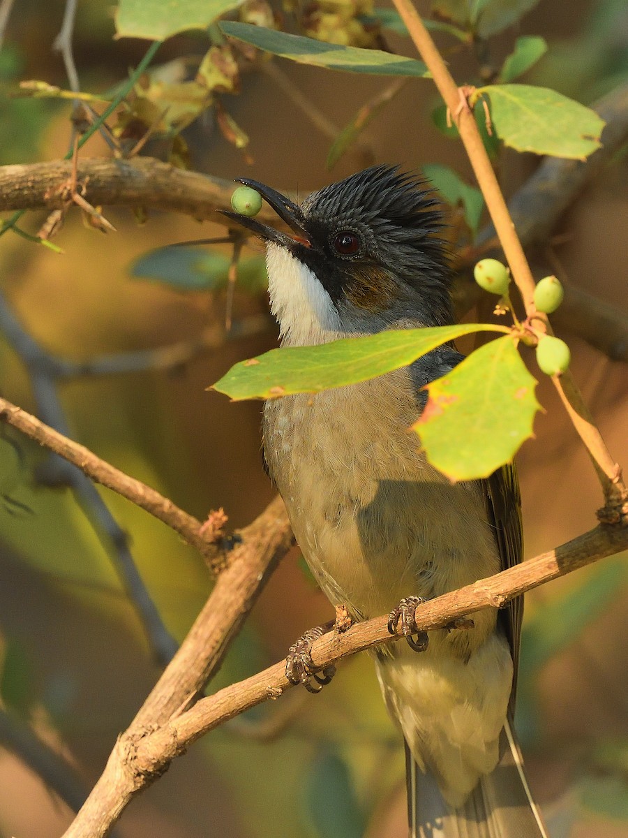 Ashy Bulbul - Bhaskar Mandal