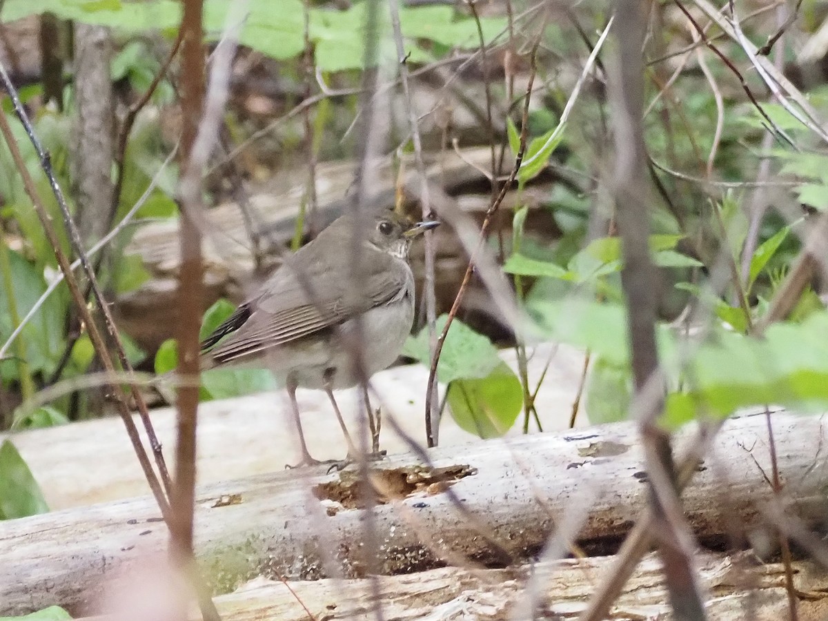 Gray-cheeked Thrush - Luc and Therese Jacobs