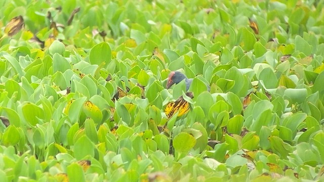 Philippine Swamphen - ML618659788