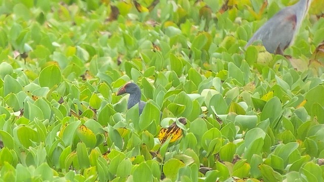 Philippine Swamphen - ML618659789