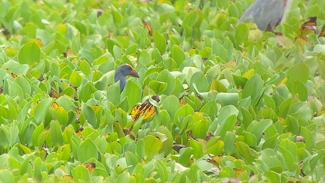 Philippine Swamphen - ML618659790