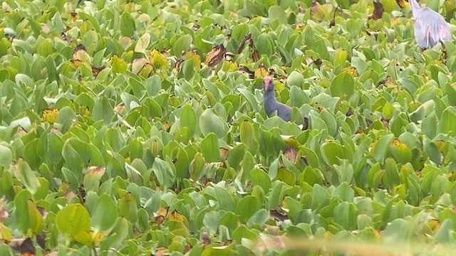 Philippine Swamphen - ML618659791