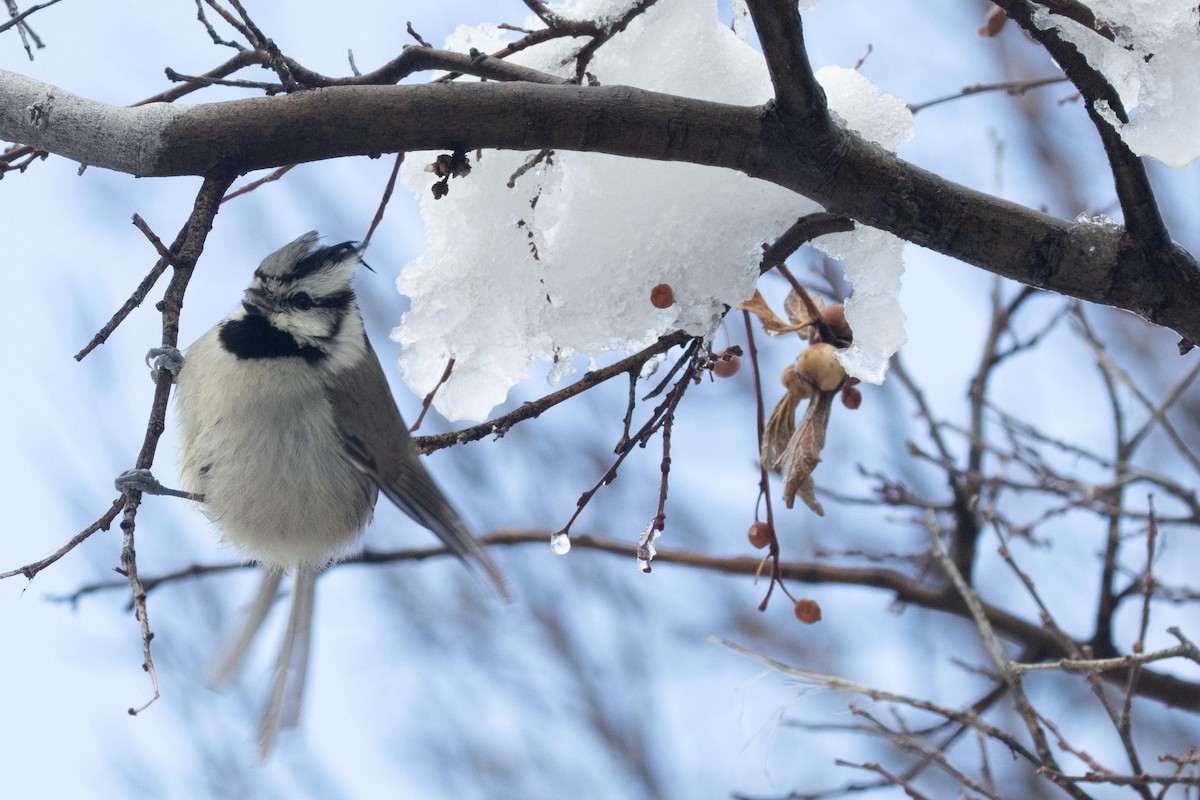 Bridled Titmouse - ML618659801