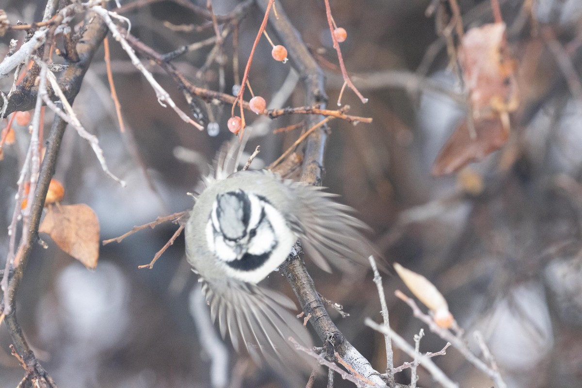 Bridled Titmouse - dan davis