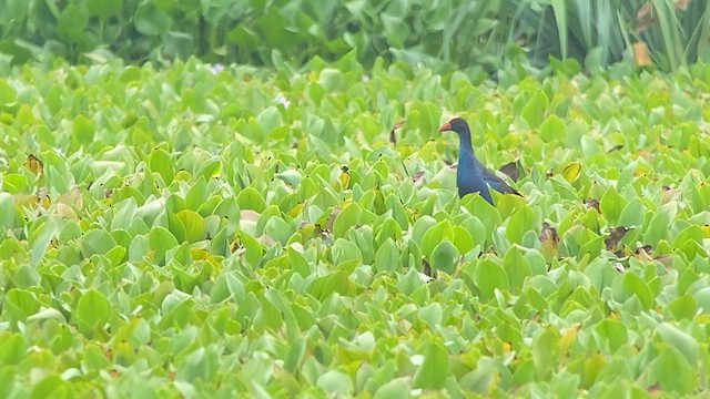 Black-backed Swamphen - ML618659805