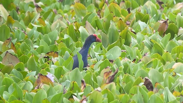 Black-backed Swamphen - ML618659806