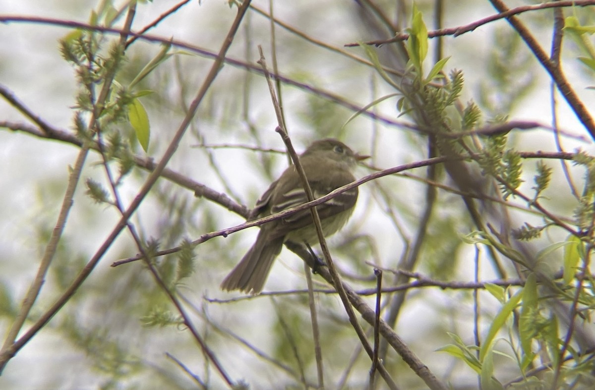 Least Flycatcher - ML618659807