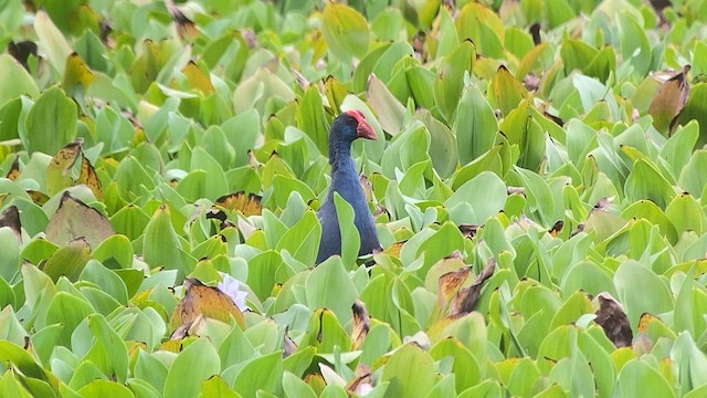 Black-backed Swamphen - ML618659811