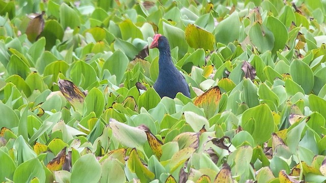 Black-backed Swamphen - ML618659813