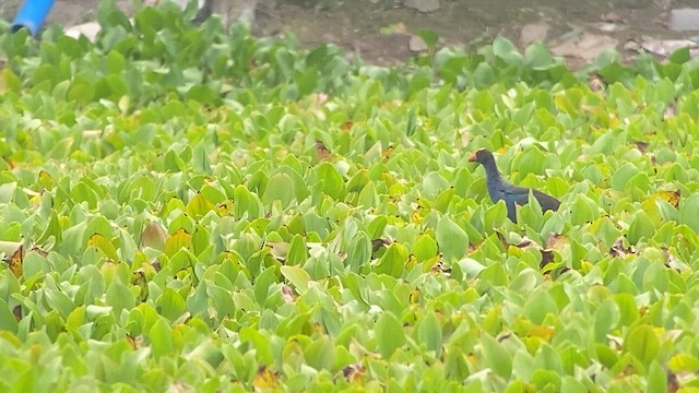 Black-backed Swamphen - ML618659814