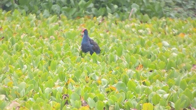 Black-backed Swamphen - ML618659815