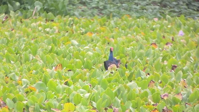 Black-backed Swamphen - ML618659818