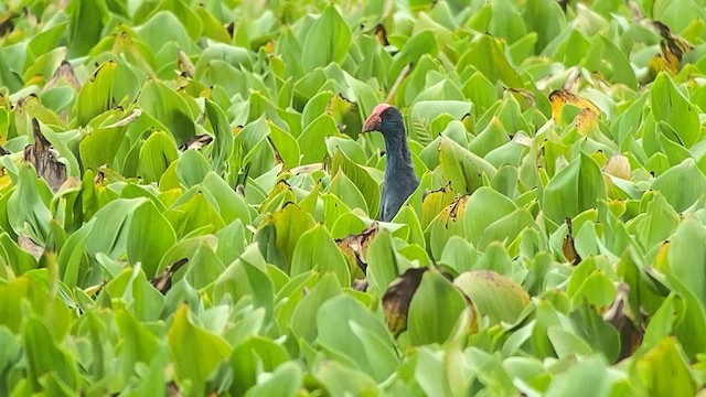 Black-backed Swamphen - ML618659819