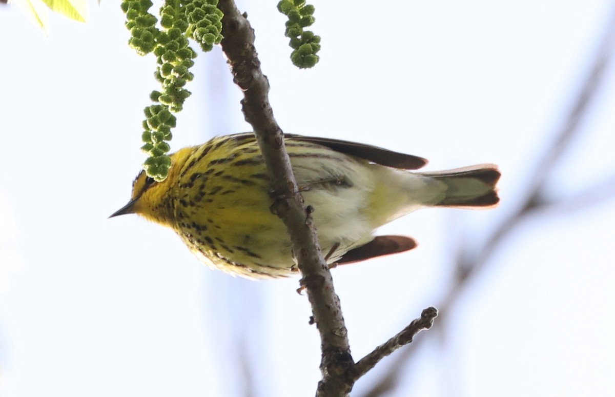 Cape May Warbler - E J